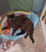 01-02-22, Katze Svg+xml,%3Csvg%20xmlns%3D%22http%3A%2F%2Fwww.w3