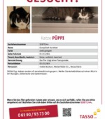 entlaufene Katzen Svg+xml,%3Csvg%20xmlns%3D%22http%3A%2F%2Fwww.w3