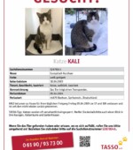 entlaufene Katzen Svg+xml,%3Csvg%20xmlns%3D%22http%3A%2F%2Fwww.w3