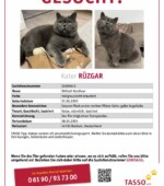 entlaufene Katzen Svg+xml,%3Csvg%20xmlns%3D%22http%3A%2F%2Fwww.w3