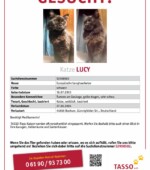 entlaufene Katzen Svg+xml,%3Csvg%20xmlns%3D%22http%3A%2F%2Fwww.w3