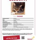 entlaufene Katzen Svg+xml,%3Csvg%20xmlns%3D%22http%3A%2F%2Fwww.w3