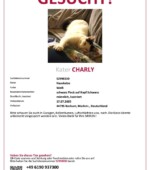 entlaufene Katzen Svg+xml,%3Csvg%20xmlns%3D%22http%3A%2F%2Fwww.w3