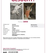 entlaufene Katzen Svg+xml,%3Csvg%20xmlns%3D%22http%3A%2F%2Fwww.w3