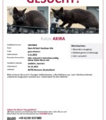 entlaufene Katzen Svg+xml,%3Csvg%20xmlns%3D%22http%3A%2F%2Fwww.w3