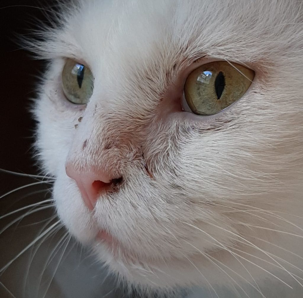 Header Impressumdatenschutz Felix 1 E1595500153308 1024x1007