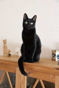 schwarze Katze Matilda