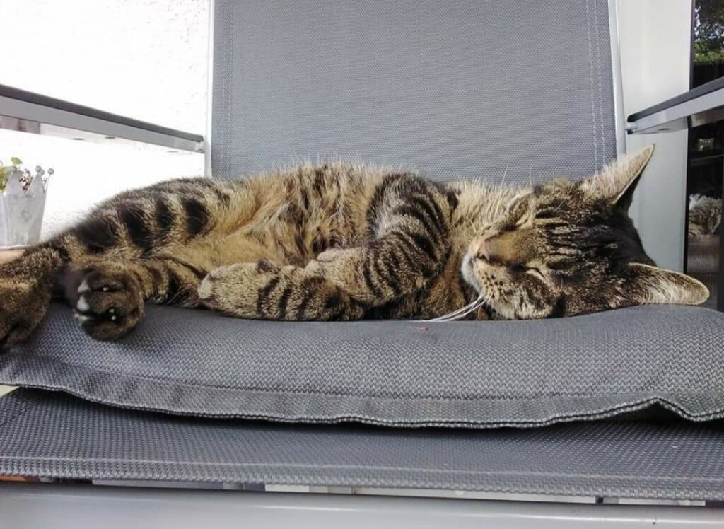 Kater Jake immer noch vermisst Jake01 1024x748