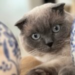 Home Duplo01 150x150