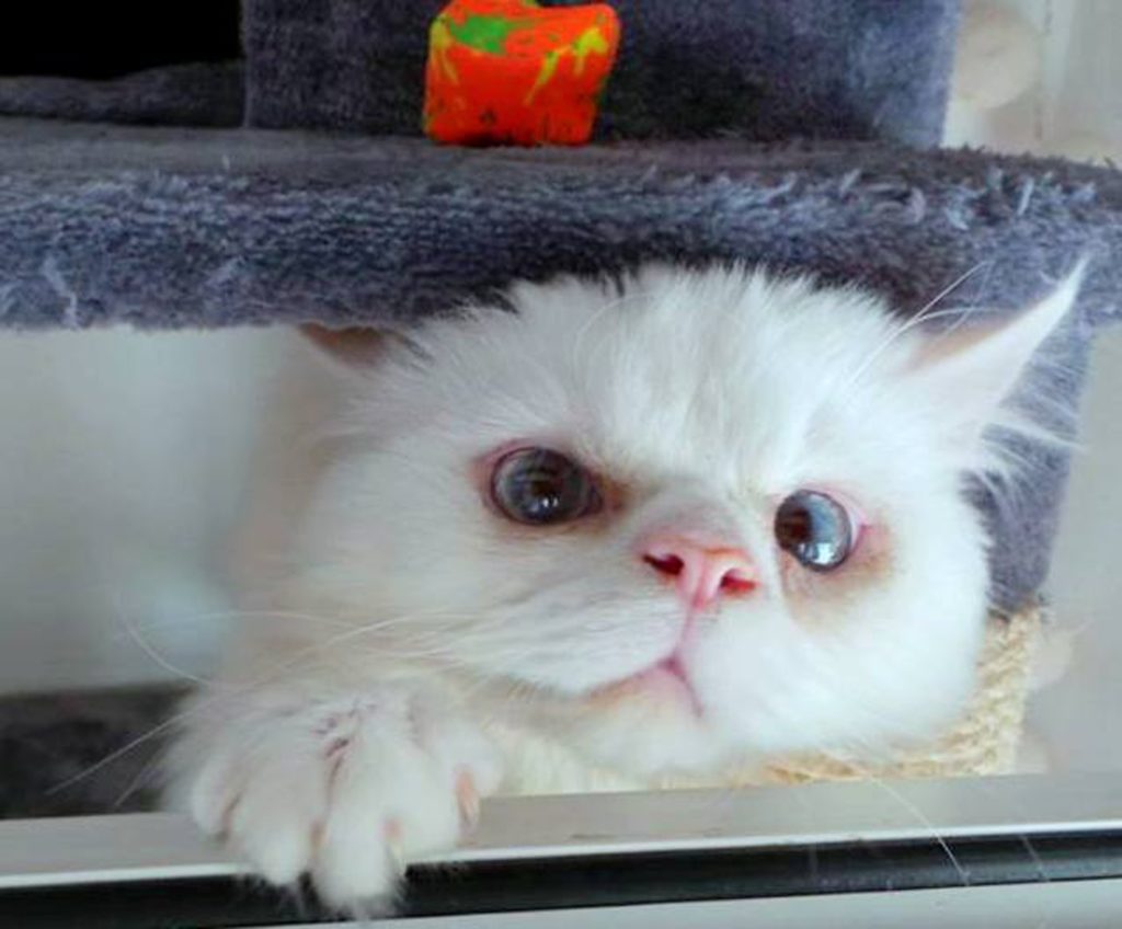 Kontakt Der weiße Perserkater Snow schaut enttäuscht von seinem Kratzbaum herunter