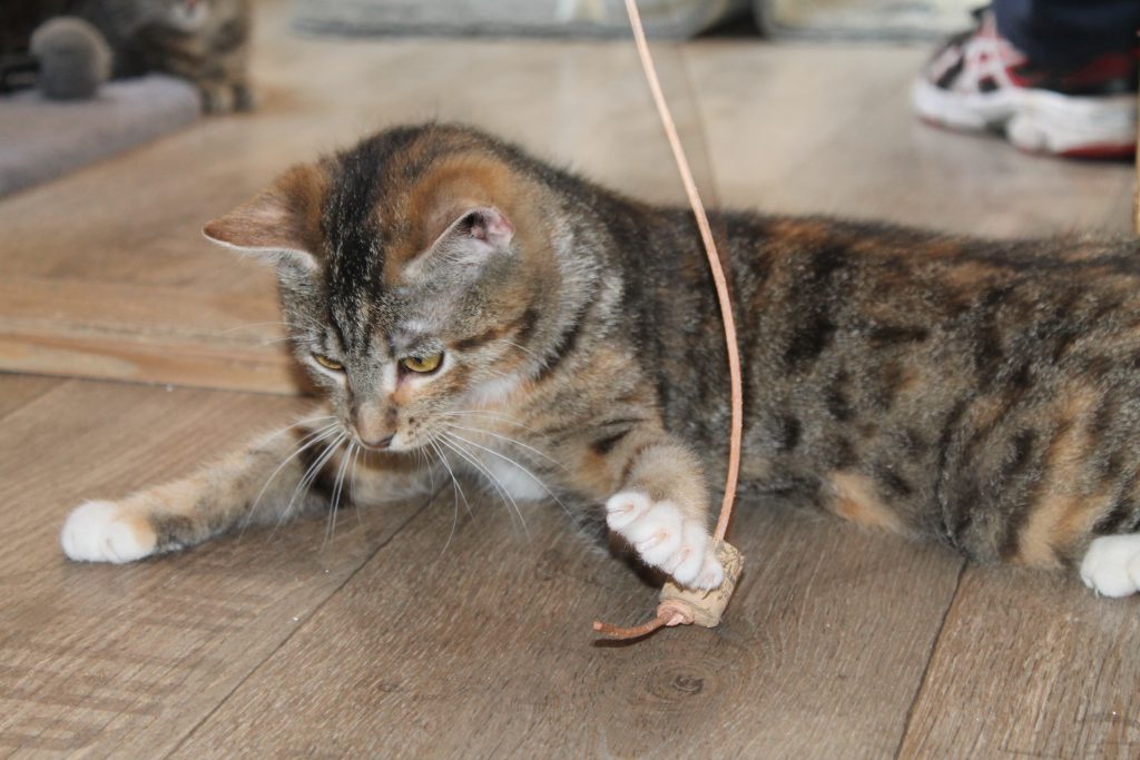 ein graugetigertes Kitten spielt mit einer Angel im neuen Katzenhaus