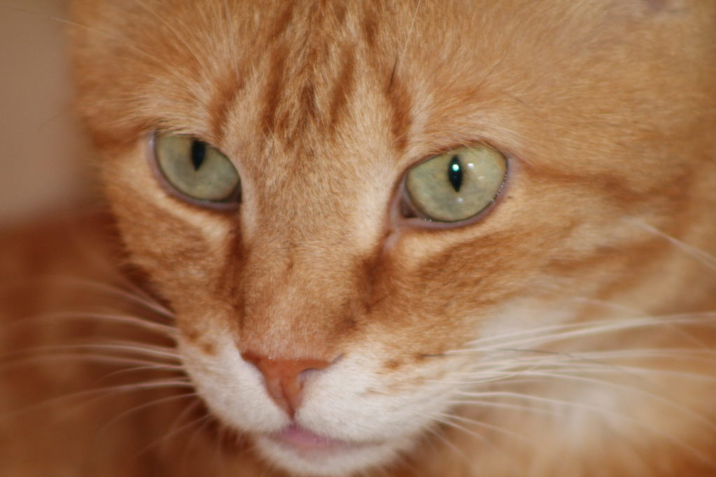 Tiger IMG 0397 Scaled 1024x683