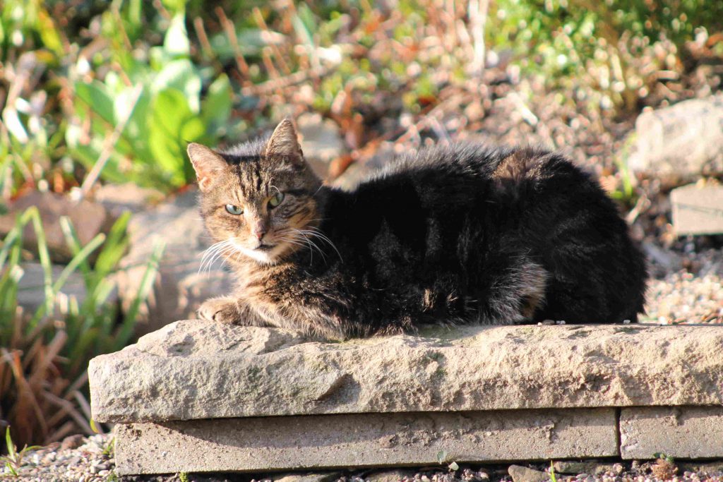 Tante Elli 2020 06 Nemo 01 1024x683