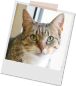Katze Tiffy vermittelt 27.03.2016