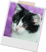 Katze Wickie vermittelt: 02.01.2016