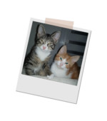 ein grau-weisser und ein rot-weisser Kater