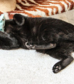 Blacky