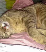 Elvis Svg+xml,%3Csvg%20xmlns%3D%22http%3A%2F%2Fwww.w3