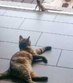 Elvis Svg+xml,%3Csvg%20xmlns%3D%22http%3A%2F%2Fwww.w3