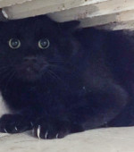Kater Mikesch