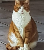 Kater Rocky
