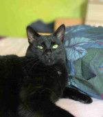 Kater Ty