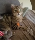 Miezie Katze