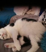 Kater Motti