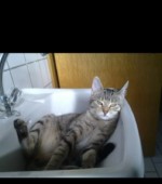 Lana (Dicke) Svg+xml,%3Csvg%20xmlns%3D%22http%3A%2F%2Fwww.w3