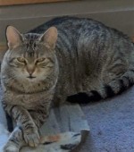 Katze Lana