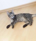 Gatito