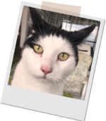 schwarz-weißer Kater mit grünen Augen