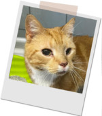 rot-weißer alter Kater mit bernsteinfarbenen Augen