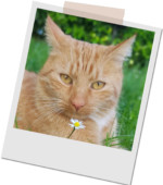 der weiß-rote Kater Miki
