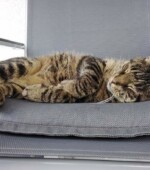 Kater Jake immer noch vermisst Svg+xml,%3Csvg%20xmlns%3D%22http%3A%2F%2Fwww.w3