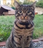 Kater Jake immer noch vermisst Svg+xml,%3Csvg%20xmlns%3D%22http%3A%2F%2Fwww.w3