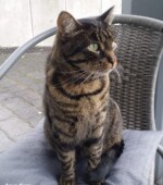 Kater Jake immer noch vermisst Svg+xml,%3Csvg%20xmlns%3D%22http%3A%2F%2Fwww.w3