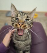 Kelly Svg+xml,%3Csvg%20xmlns%3D%22http%3A%2F%2Fwww.w3