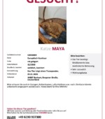 entlaufene Katzen Svg+xml,%3Csvg%20xmlns%3D%22http%3A%2F%2Fwww.w3