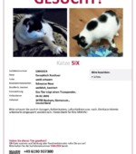 entlaufene Katzen tasso suchplakat s3041924