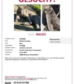 tasso suchplakat s3044883