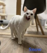 Yuki-und-Snow snow02