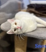 Yuki-und-Snow snow03