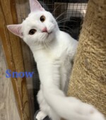 Yuki-und-Snow snow04