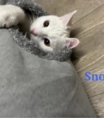 Yuki-und-Snow snow05