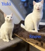 yuki und snow