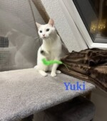 Yuki-und-Snow yuki01