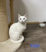 Yuki-und-Snow yuki02