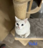 Yuki-und-Snow yuki03