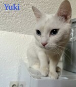 Yuki-und-Snow yuki04